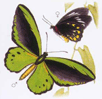 Cairns birdwing butterfly