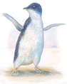 fariy penguin