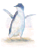 fariy penguin